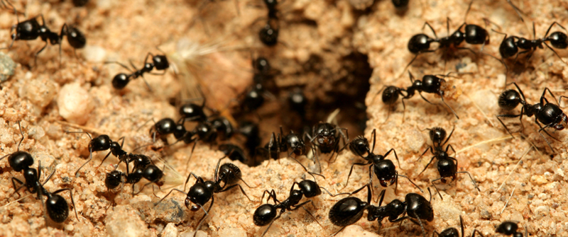 ants infestatation