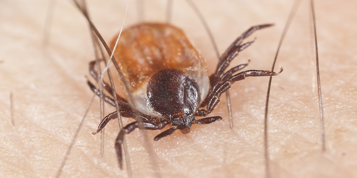 How Long Can Ticks Live Without Food? PestWorld for Kids