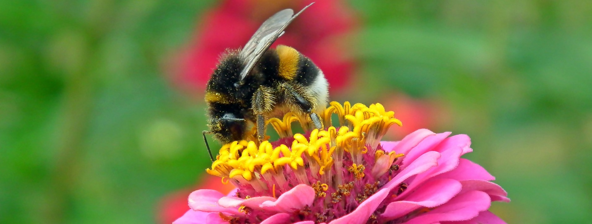 What Does a Queen Bee Look Like? PestWorld for Kids