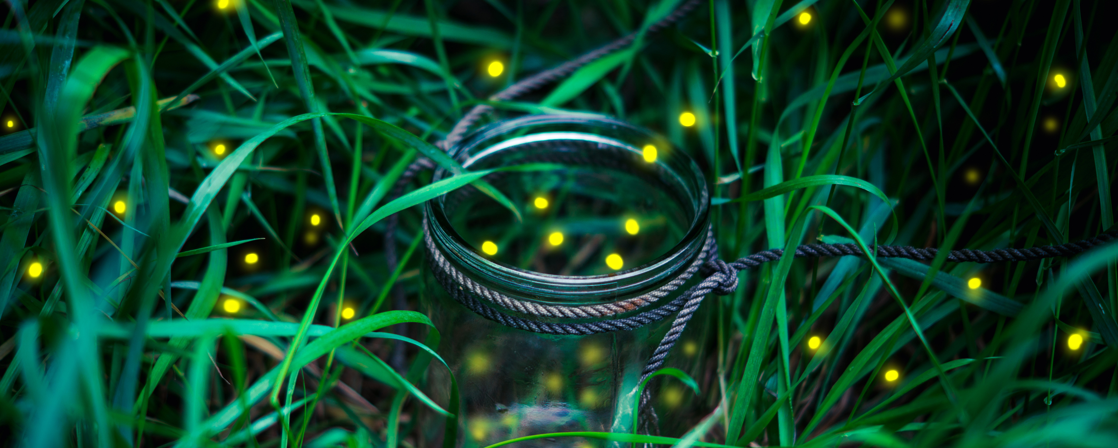 What Makes a Lightning Bug Glow? - PestWorld for Kids