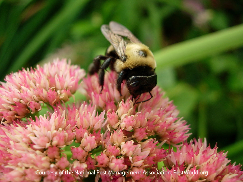 Bumble Bee Facts For Preschoolers