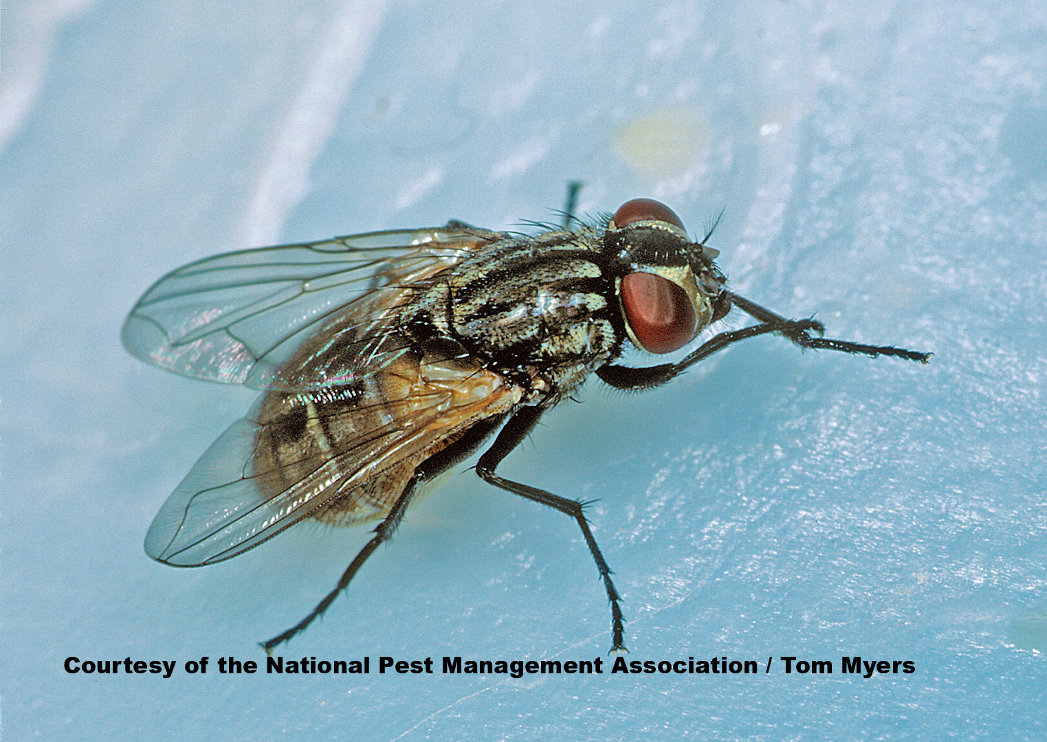 House & Fruit Fly Facts for Kids What Do Flies Eat?