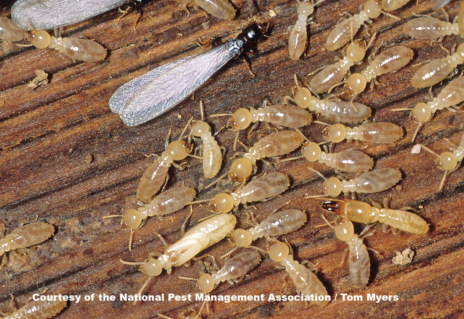 termite-facts-for-kids-termite-information-for-students