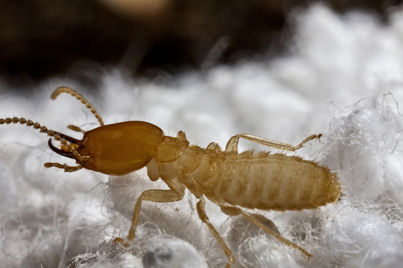 grounded termite download free