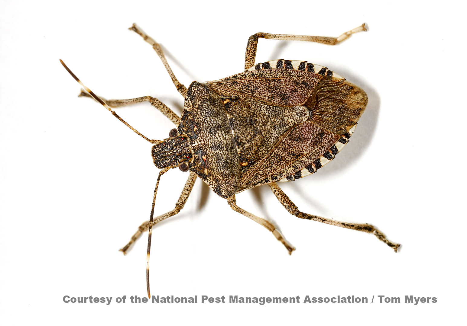 Stink Bugs Stink Bug Pest Facts Information For Kids