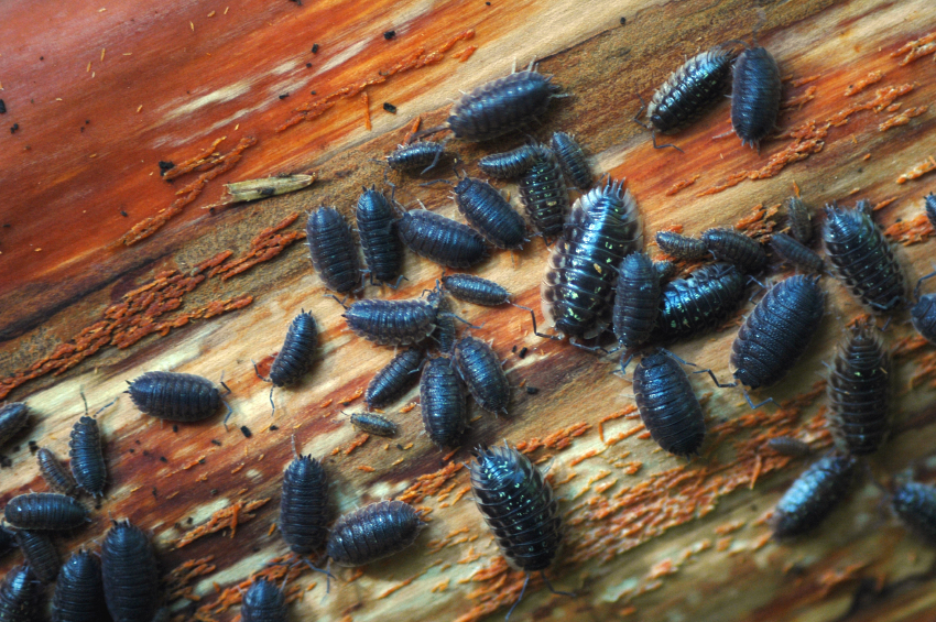 What Do Pill Bugs Do For The Environment at Sharon Shaffer blog