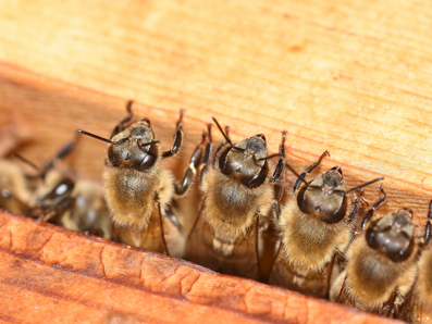 Do All Bees Make Honey? - PestWorld for Kids Bug Article