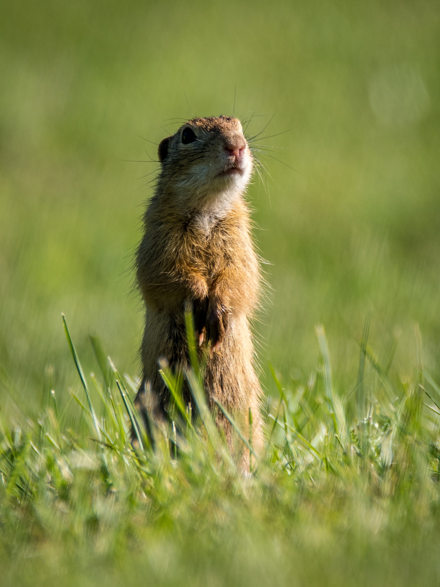 Gopher Facts For Kids: Gopher Information For Students