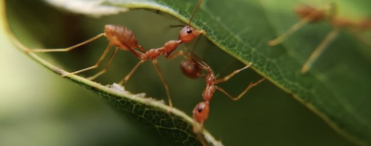 why do ants wandering aimlessly