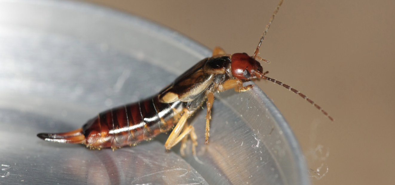 how-did-earwigs-get-their-name-earwig-name-meaning