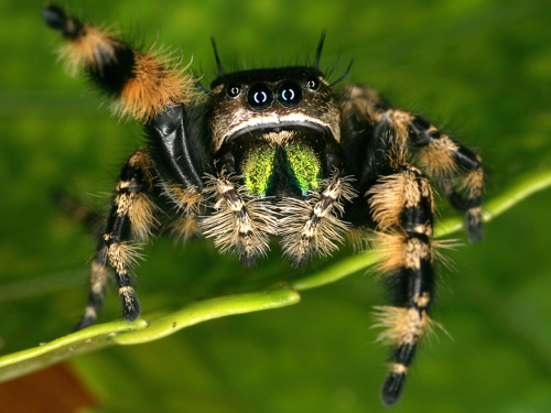 How Many Eyes Do Spiders Have? Spider Facts for Kids