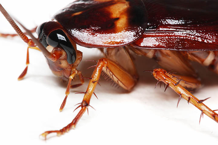 Cockroach Information for Kids Cockroach Facts for Kids