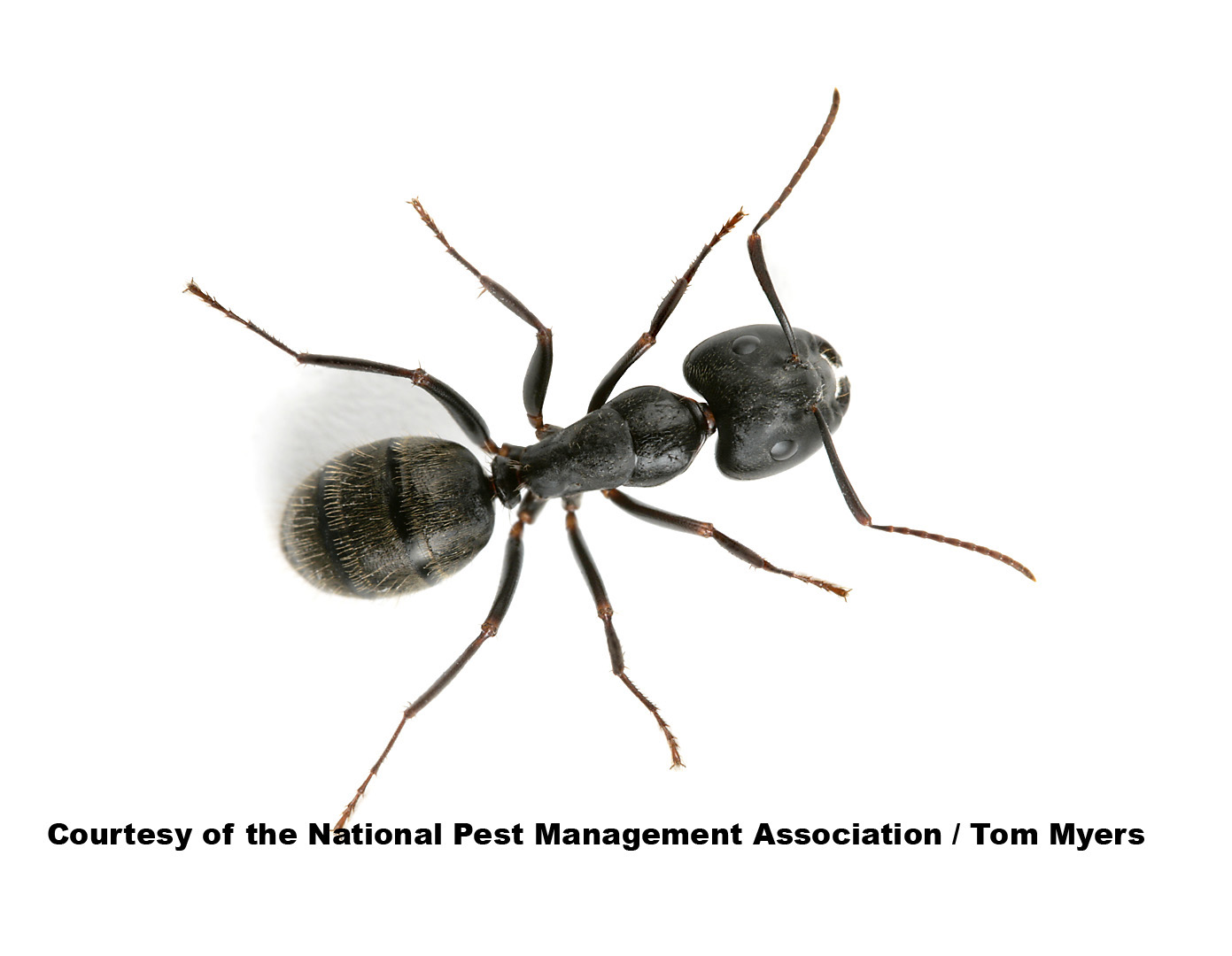 8 Intense Facts About Crazy Ants