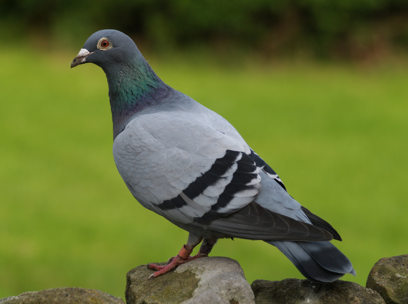 Rock Dove Bird Facts
