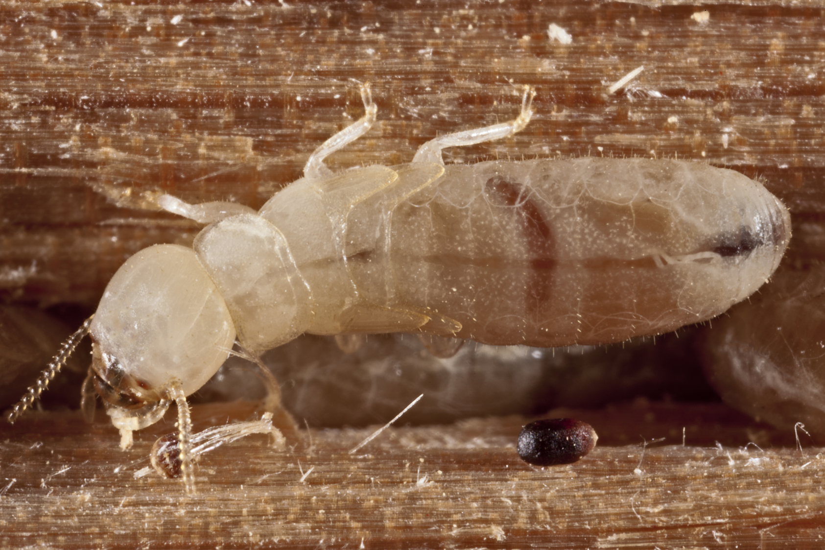 bugs that look like termites