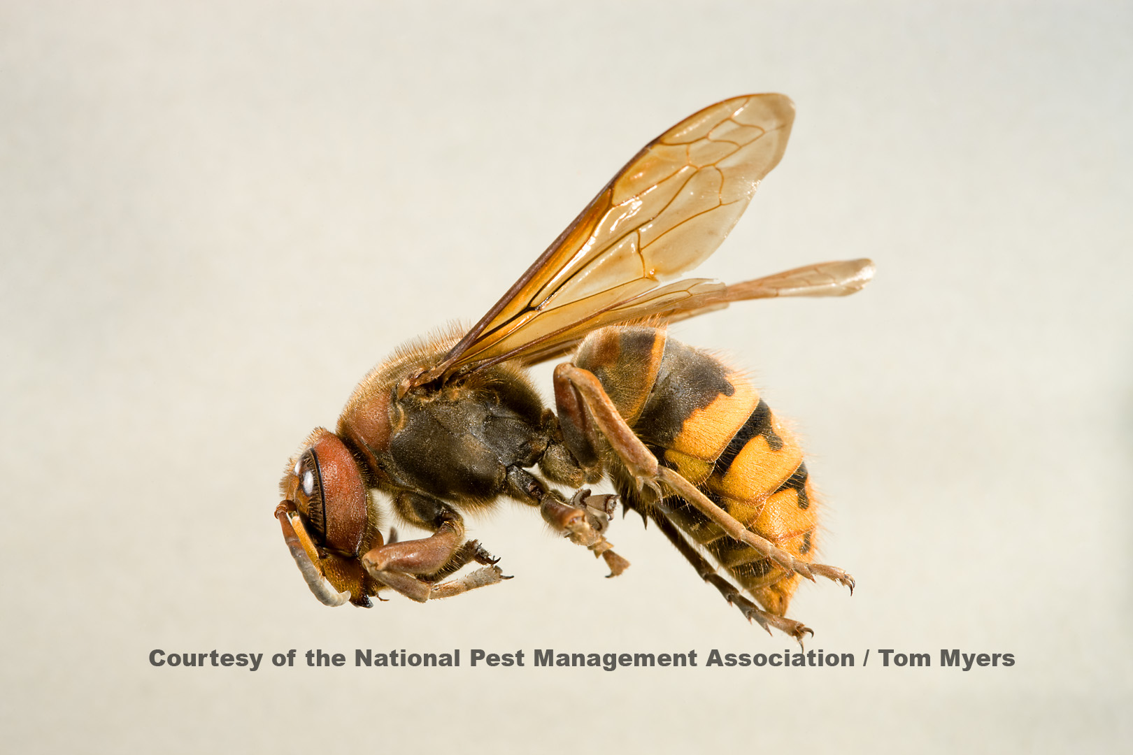 What's Up with the Yellowjackets? | Effie Yeaw Nature Center