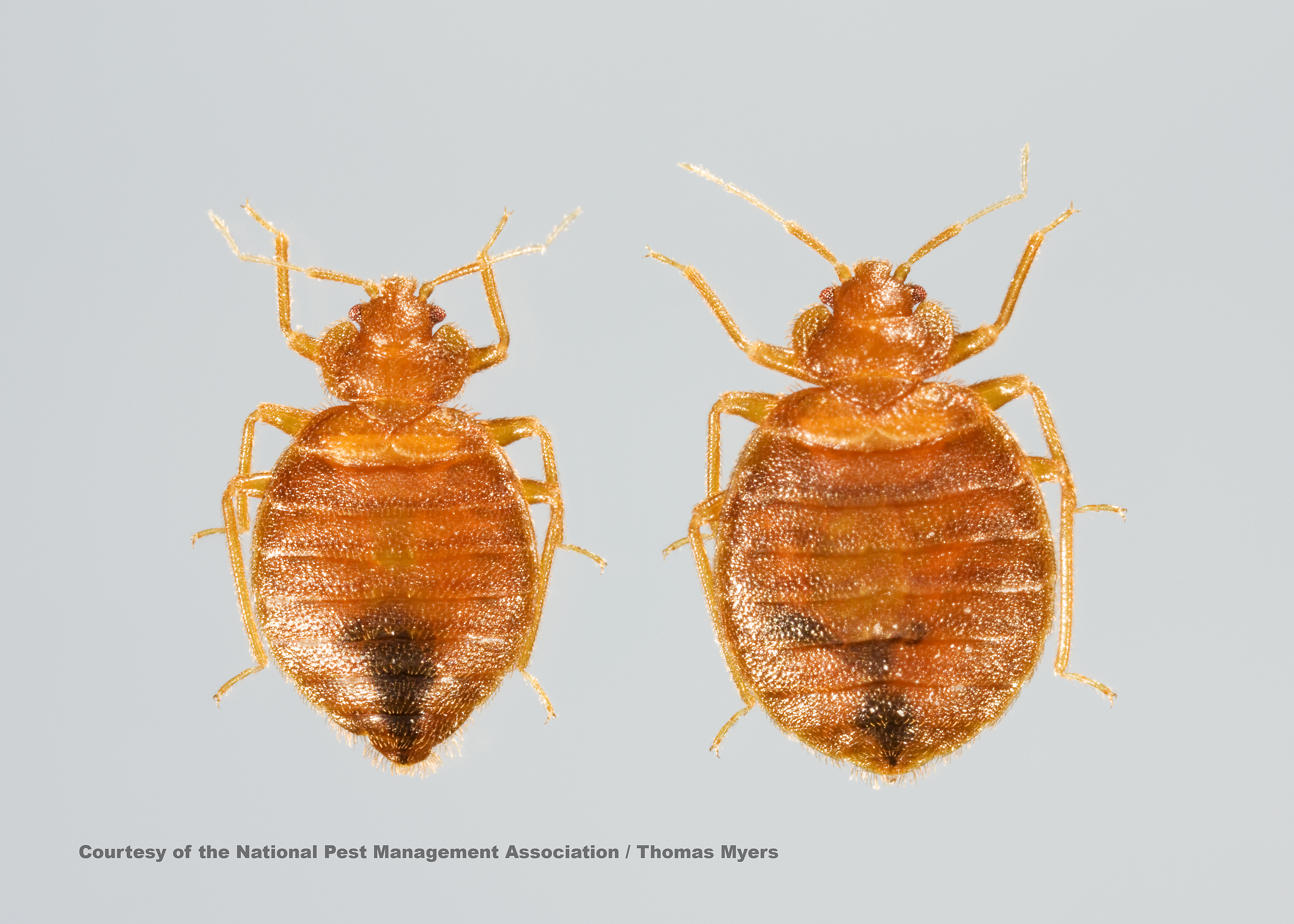 facts about bed bugs