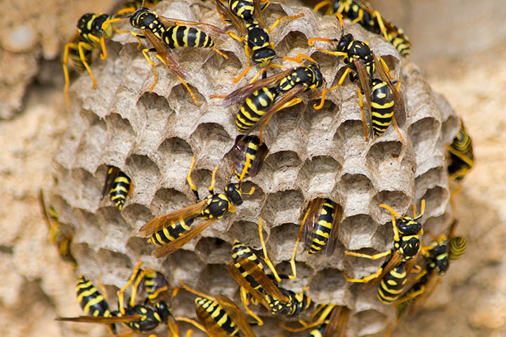 7,675 Yellow Jacket Bee Images, Stock Photos, 3D objects, & Vectors |  Shutterstock