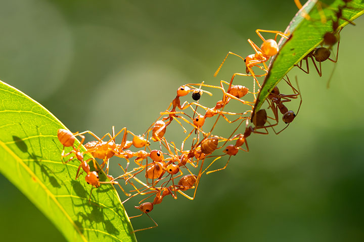 How Do Ants Communicate With Each Other? Kids Ant Facts