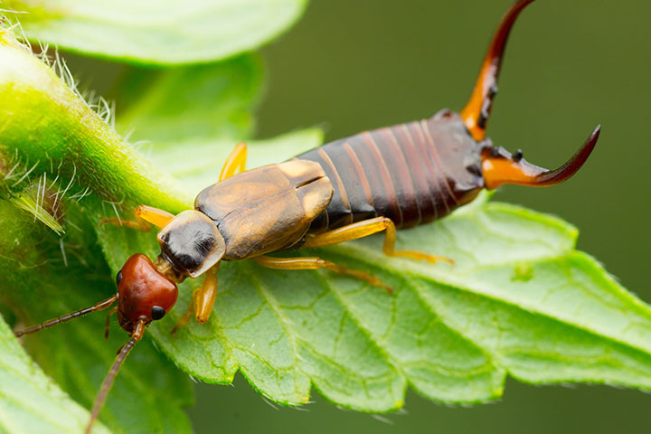 How Did Earwigs Get Their Name Earwig Name Meaning