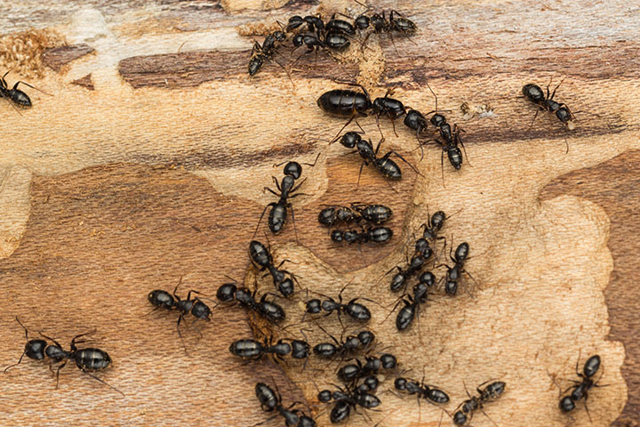 What Do Ants Eat? Kinds of Foods that Ants Eat - Kids Facts